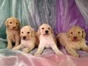 Standard Poodle Puppies Born 8-1-14 $675. Iowa Breeders with Puppies Ready at the End of September 2014